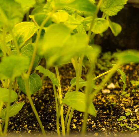 HOW CAN YOU PREVENT YOUR SEEDLINGS FROM WITHERING?