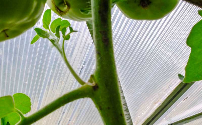 Plant tomatoes_