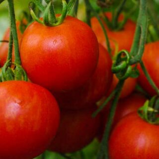 WHERE TO BUY SEEDS ONLINE?