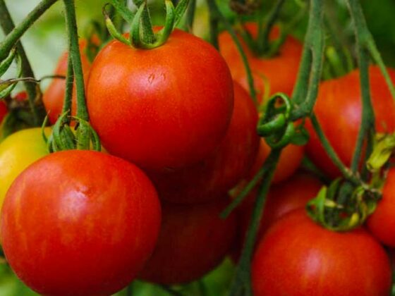 TOMATOES!