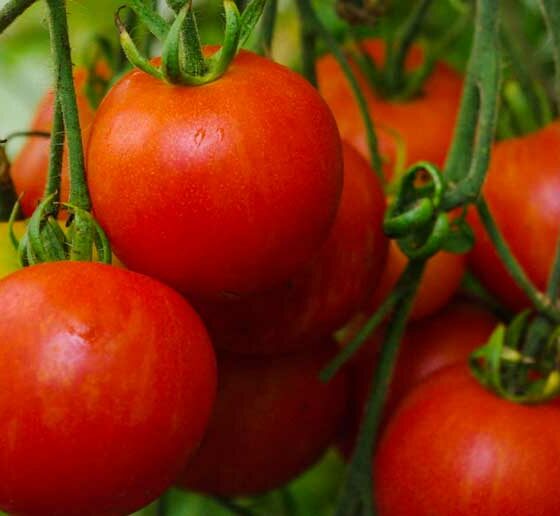 TOMATOES!