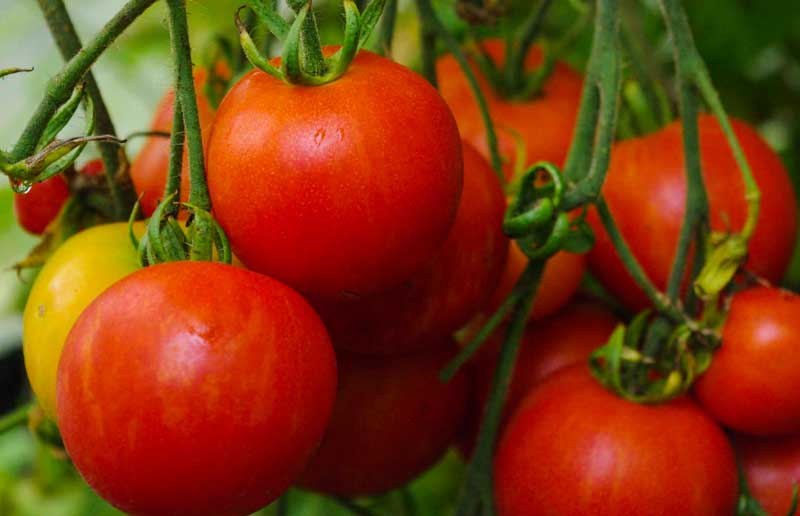TOMATOES!