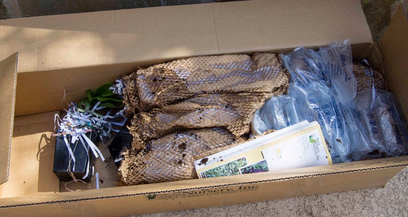 buy plants internet1_