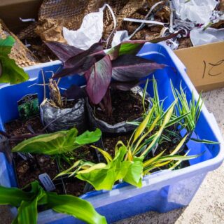 HOW TO TAKE CARE OF POTTED ORCHIDS