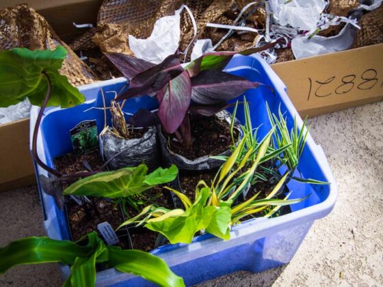 CAN YOU BUY PLANTS ON INTERNET?