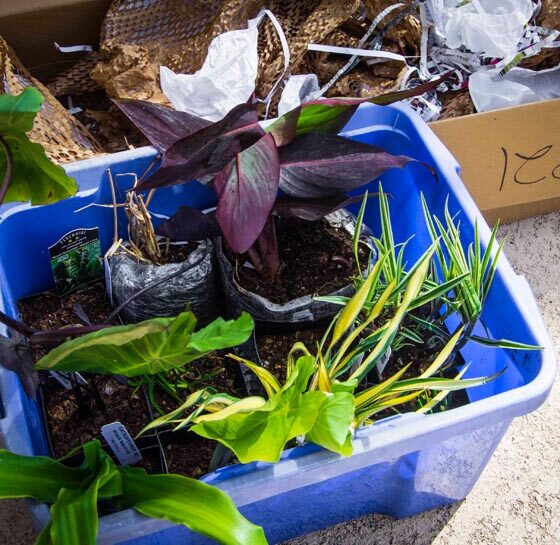 CAN YOU BUY PLANTS ON INTERNET?