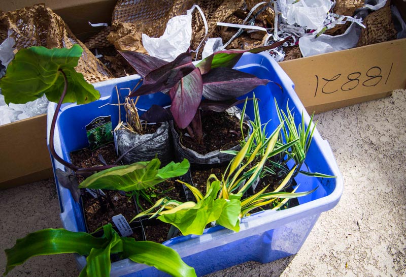 CAN YOU BUY PLANTS ON INTERNET?