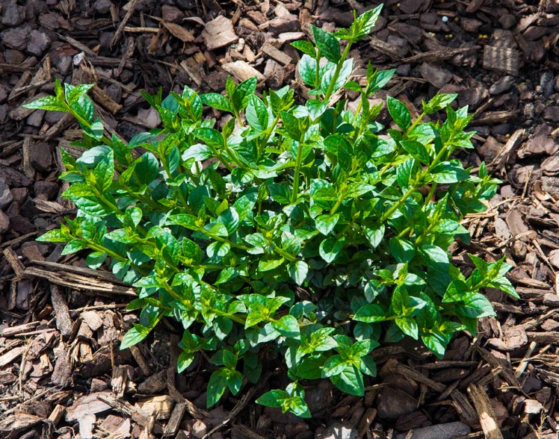 buy plants internet5_