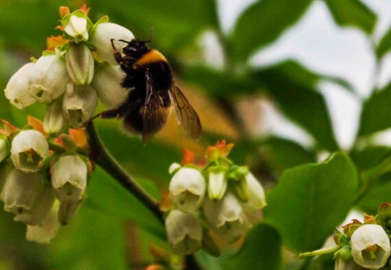 Bumblebees TX_