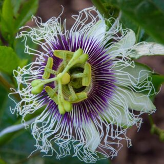 WHERE ARE YOUR BUMBLEBEES, TEXAS?