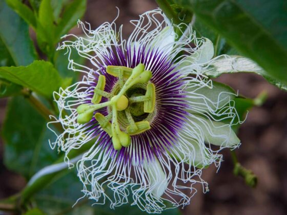 SPRING IN THE TEXAS GARDEN