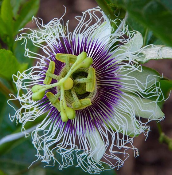 SPRING IN THE TEXAS GARDEN