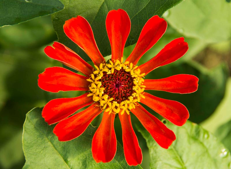 WHAT I HAVE LEARNED ABOUT GARDENING IN TEXAS SO FAR?