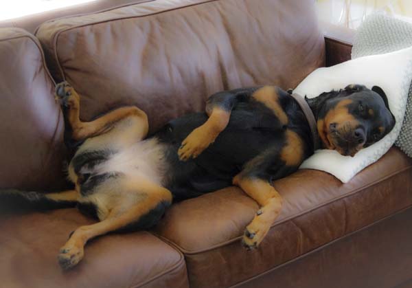 Summerchallenges rottweiler_