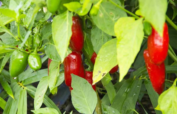 Summerchallenges chili_