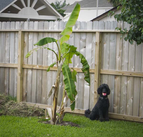 Bananashrub_