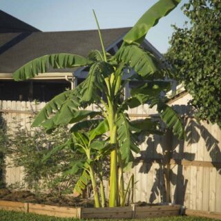 THE MOST IMPORTANT THING ABOUT GARDENING IN HOUSTON
