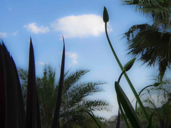 THE MOST IMPORTANT THING ABOUT GARDENING IN HOUSTON