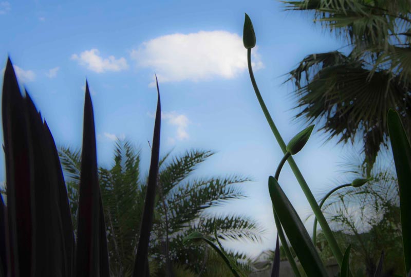 THE MOST IMPORTANT THING ABOUT GARDENING IN HOUSTON