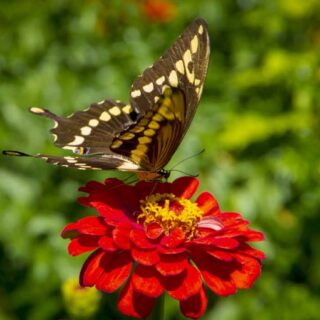THE MOST IMPORTANT THING ABOUT GARDENING IN HOUSTON