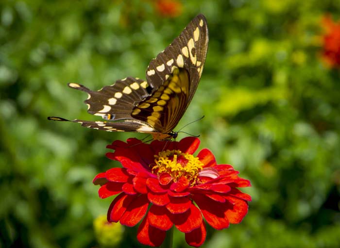 RESIDENTS AND VISITORS IN THE GARDEN