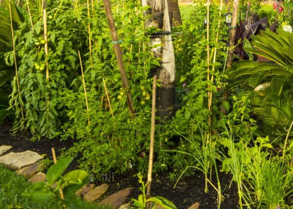 time to tomatoes4_