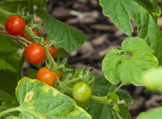 time to tomatoes5_