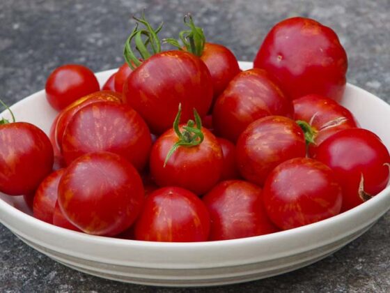 TIME TO SOW TOMATOES Y’ALL!