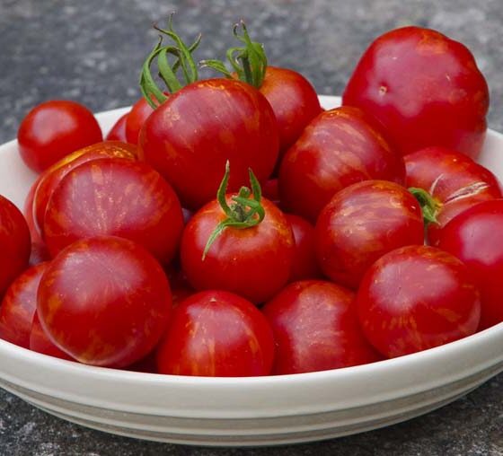 TIME TO SOW TOMATOES Y’ALL!