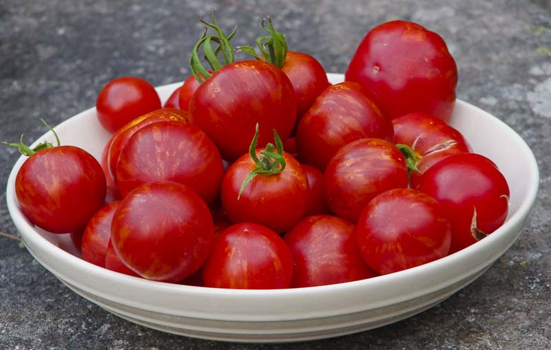 TIME TO SOW TOMATOES Y’ALL!