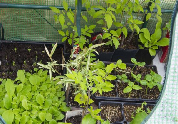 time to tomatoes9_