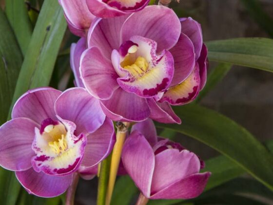 MY CYMBIDIUM ORCHID AND WHY IT BLOOMED AGAIN