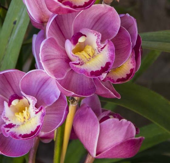 MY CYMBIDIUM ORCHID AND WHY IT BLOOMED AGAIN
