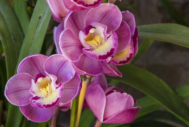 MY CYMBIDIUM ORCHID AND WHY IT BLOOMED AGAIN