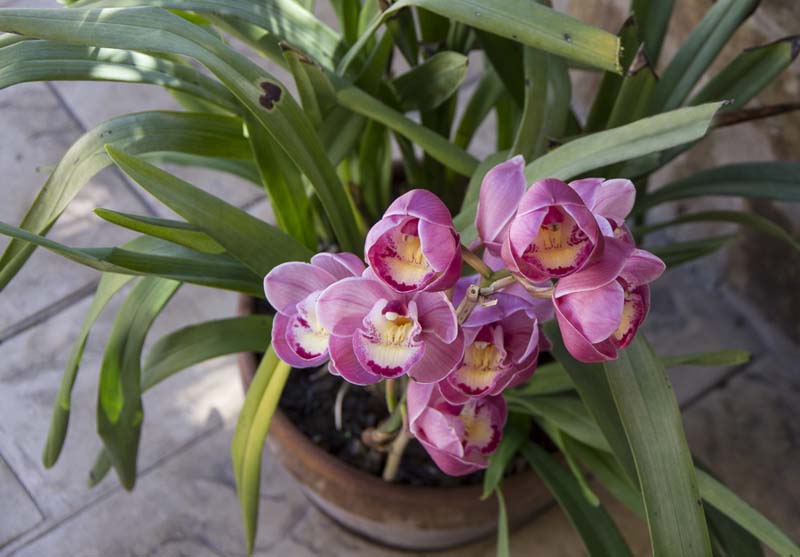 Cymbidium orchid pot_