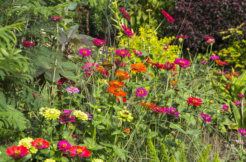 Zinnia comparing seedprices_