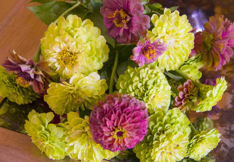 Zinnia comparing seedprices_