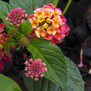 HOW TO PREPARE CANNA FOR SPRING