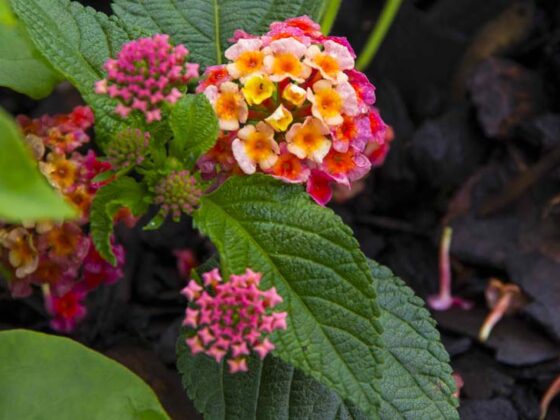 HOW TO PRUNE LANTANA