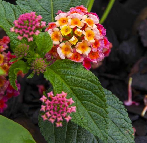 HOW TO PRUNE LANTANA