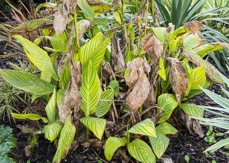 Canna tidying_