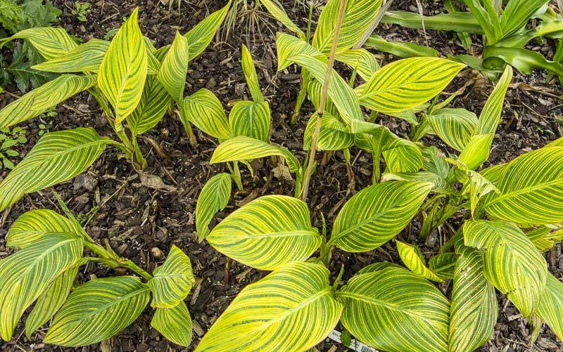 Spring cleaning in Canna_