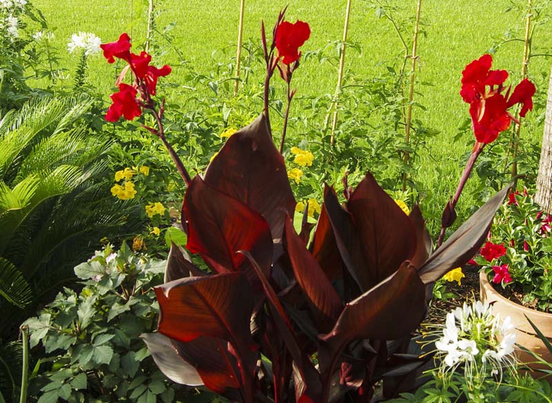Canna Australia_