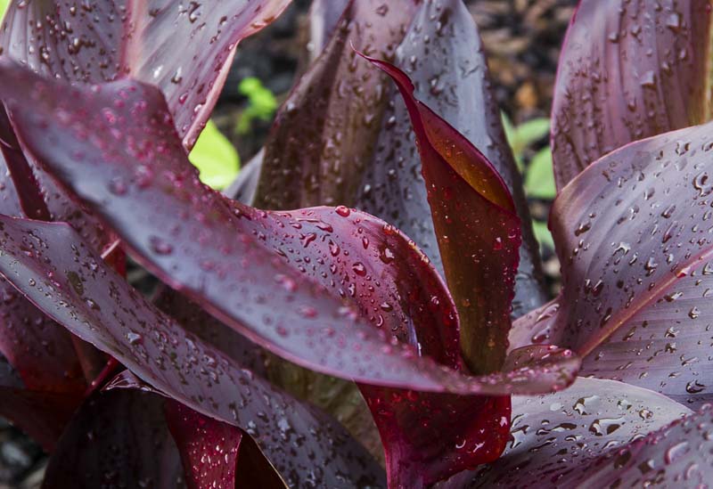 Canna “Australia”_
