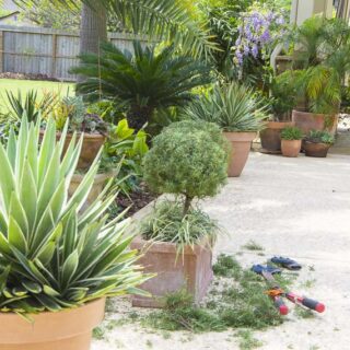 HOW TO GROW HERBS IN TEXAS?