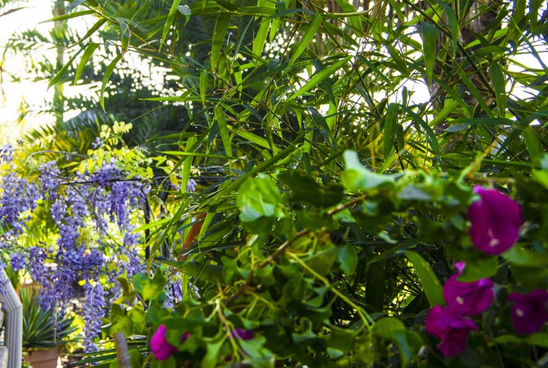 Wisteria blooming_
