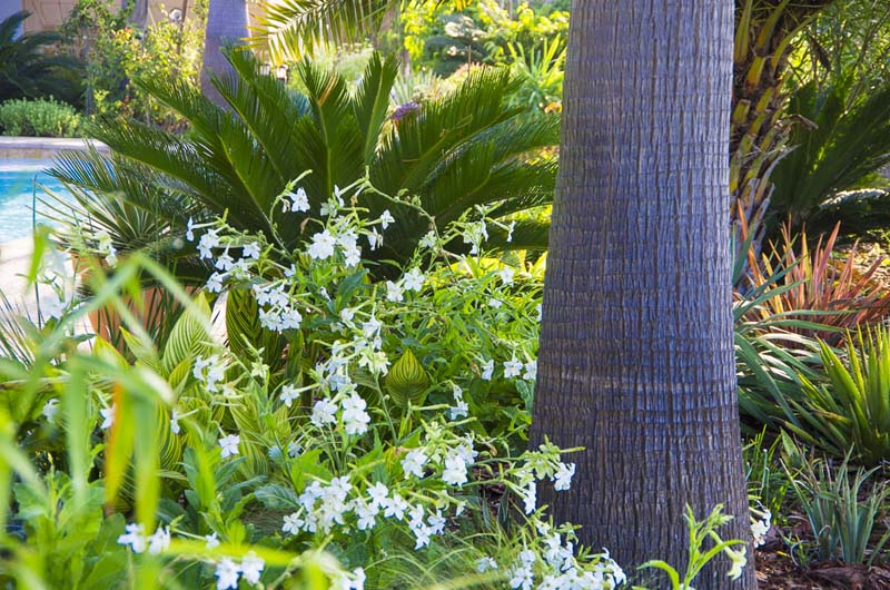 Nicotiania and palm_