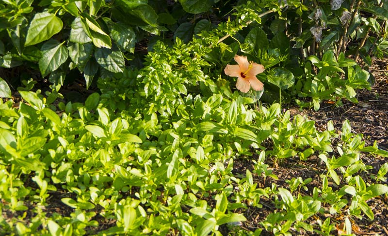 Selfseeded Zinnia_