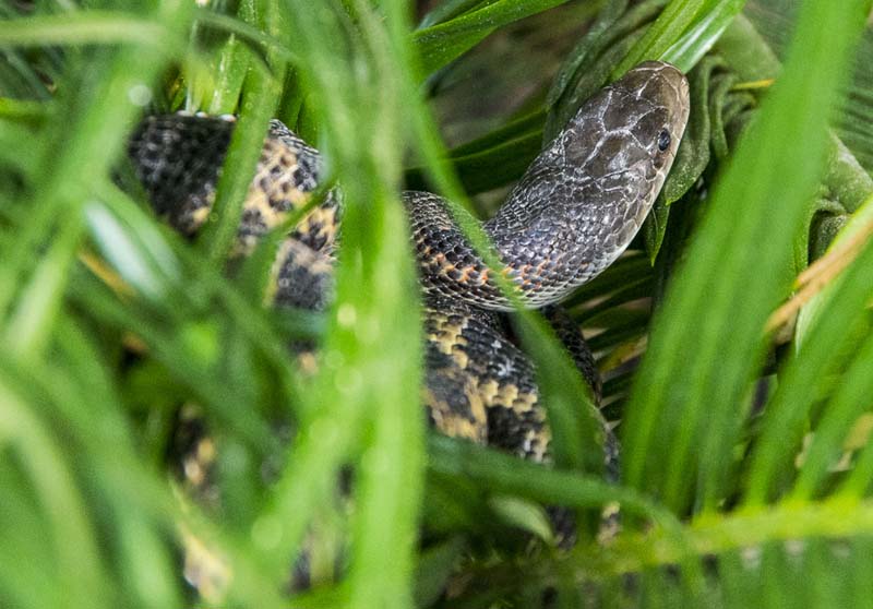 Rat snake_