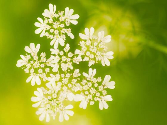 HOW TO GROW HERBS IN TEXAS?